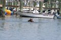 ponypenning_072711_0211