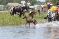 ponypenning_072711_0216