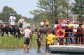 ponypenning_072711_0225