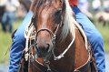ponypenning_072711_0229