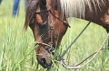 ponypenning_072711_0231