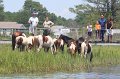ponypenning_072711_0232