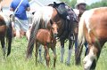 ponypenning_072711_0233