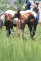 ponypenning_072711_0234