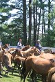 ponypenning_072711_0250