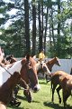 ponypenning_072711_0254
