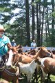 ponypenning_072711_0256