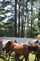 ponypenning_072711_0266