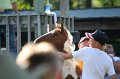 ponypenning_072811_0298