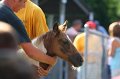 ponypenning_072811_0336