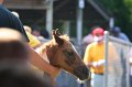 ponypenning_072811_0337