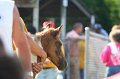 ponypenning_072811_0338