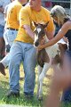 ponypenning_072811_0353