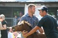 ponypenning_072811_0379