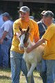 ponypenning_072811_0429