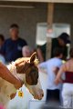 ponypenning_072811_0433