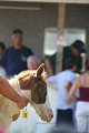 ponypenning_072811_0434
