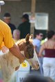 ponypenning_072811_0435