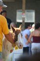 ponypenning_072811_0436