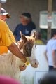 ponypenning_072811_0437