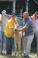 ponypenning_072811_0439