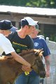 ponypenning_072811_0449