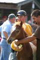 ponypenning_072811_0471