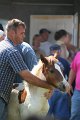 ponypenning_072811_0482