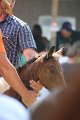 ponypenning_072811_0494