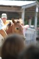 ponypenning_072811_0507