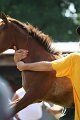 ponypenning_072811_0511