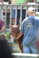 ponypenning_072811_0515
