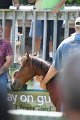 ponypenning_072811_0517