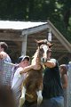 ponypenning_072811_0535
