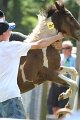 ponypenning_072811_0539