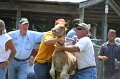 ponypenning_072811_0557
