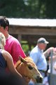ponypenning_072811_0569