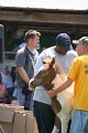 ponypenning_072811_0578
