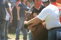 ponypenning_072811_0588