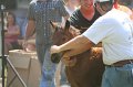 ponypenning_072811_0589