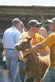 ponypenning_072811_0596