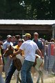 ponypenning_072811_0599