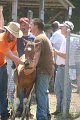 ponypenning_072811_0604