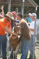 ponypenning_072811_0605