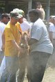 ponypenning_072811_0618