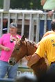 ponypenning_072811_0627