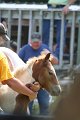 ponypenning_072811_0632