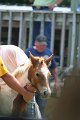 ponypenning_072811_0633