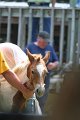ponypenning_072811_0634