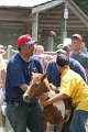 ponypenning_072811_0665